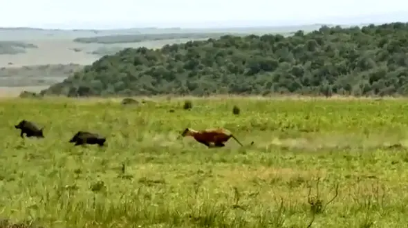 فیلم حمله برق آسای شیر ماده به گراز وحشی