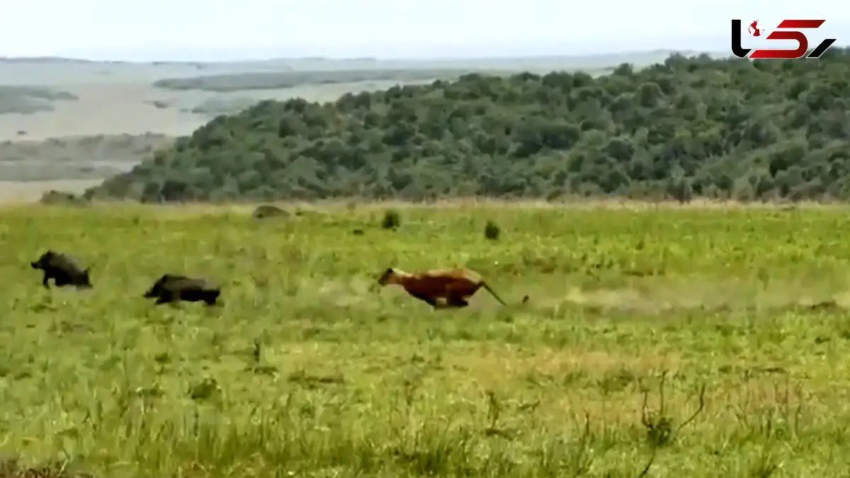 فیلم حمله برق آسای شیر ماده به گراز وحشی