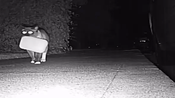 دزدی گربه باهوش از همسایه ها / فیلم باورنکردنی