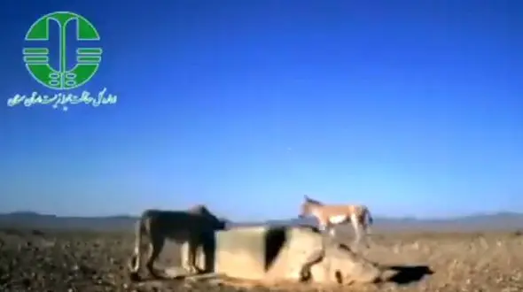  فیلم هم‌نشینی کم‌سابقه یوز و گور آسیایی در پارک ملی توران 