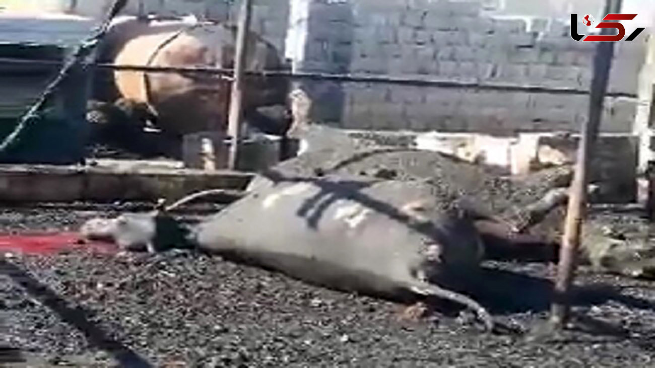 فیلم صحنه زنده زنده سوختن گاو ها در خوزستان