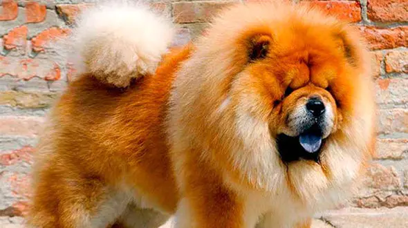 ببینید / این غول پیکر یک سگ نگهبان است + فیلم 