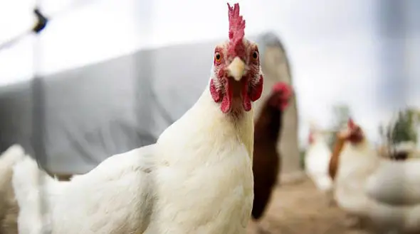 قیمت مرغ و تخم مرغ در بازار امروز چهارشنبه 19 خرداد + جدول قیمت