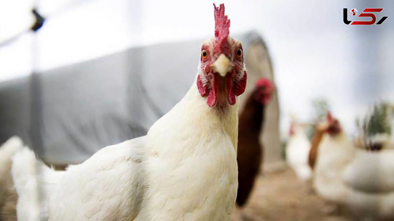افزایش قیمت مرغ در کشور به بهانه افزایش نرخ مولفه‌های تولید!