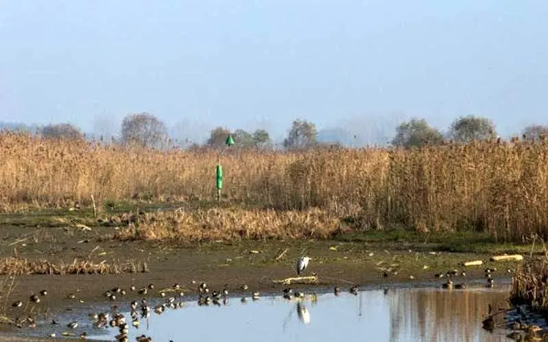 مهار کامل آتش سوزی در تالاب انزلی/ علت این حادثه مشخص شد