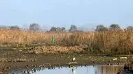 مهار کامل آتش سوزی در تالاب انزلی/ علت این حادثه مشخص شد
