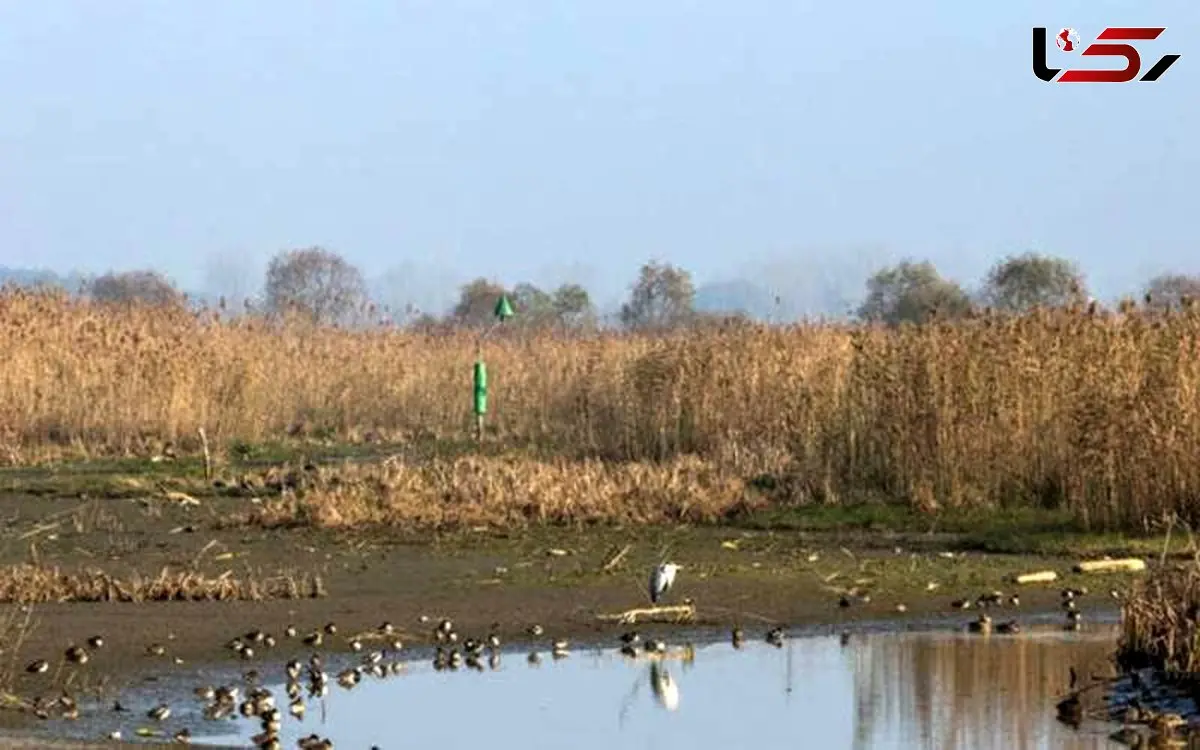 مهار کامل آتش سوزی در تالاب انزلی/ علت این حادثه مشخص شد