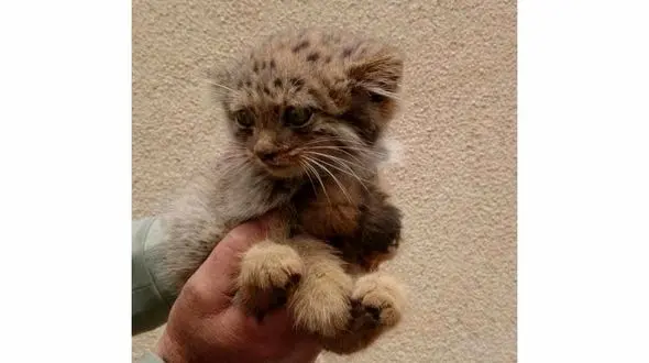 مشاهده یک قلاده گربه پالاس در فیروزکوه + فیلم