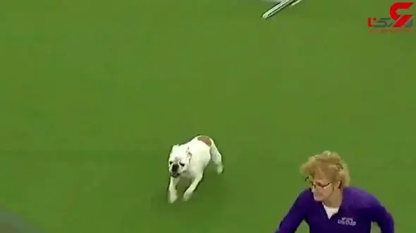 قهرمانی سگ بولداگ در مسابقه عجیب + فیلم