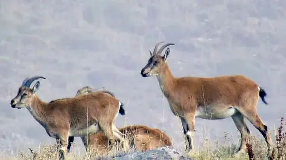گله کل و بز وحشی در البرز مرکزی شمالی + فیلم واقعی از ماجراجویی