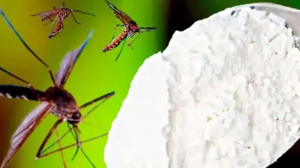 چگونه بدون استفاده از مواد شیمیایی پشه کوره و حشرات را از خانه دور کنیم؟