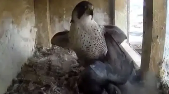 صحنه دلخراش شکار کبوتر توسط شاهین + فیلم