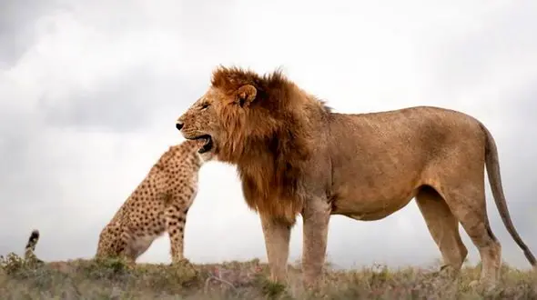 این پرندگان شما را به خنده می اندازند + فیلم