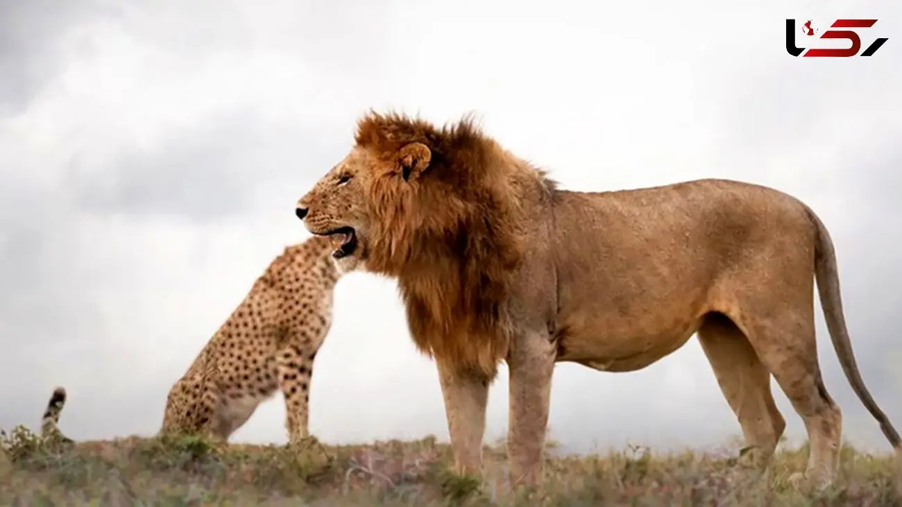 این پرندگان شما را به خنده می اندازند + فیلم