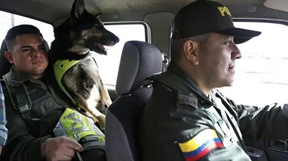 جایزه ارزشمند قاچاقچیان مرگ برای کشتن سگ پلیس مبارزه با مواد مخدر + عکس 