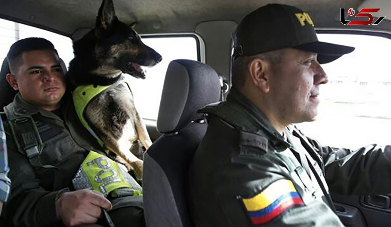 جایزه ارزشمند قاچاقچیان مرگ برای کشتن سگ پلیس مبارزه با مواد مخدر + عکس 