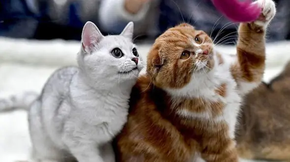 مشاهده بیماری هاری گربه در ایران !