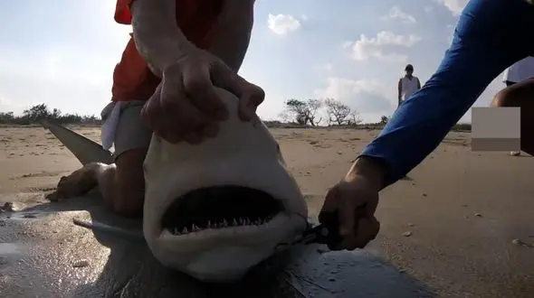 نجات کوسه از مرگ توسط مرد شجاع + فیلم