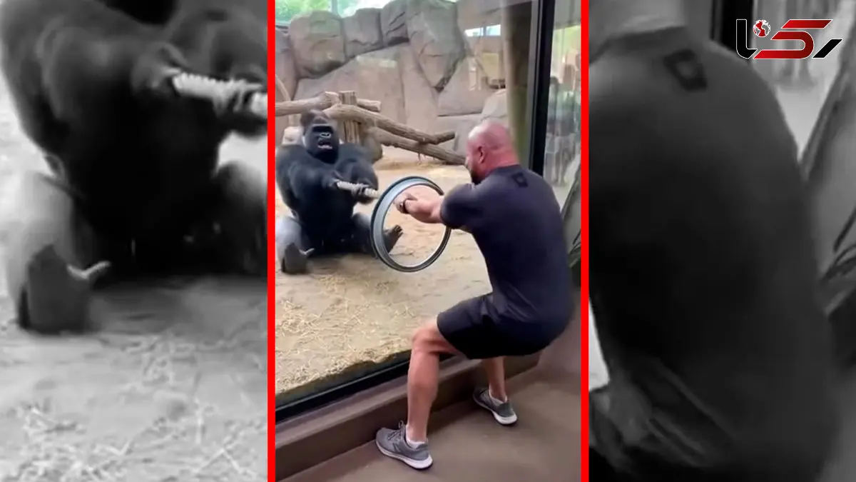 فیلم زورآزمایی مرد با گوریل ساخته شده با هوش مصنوعی