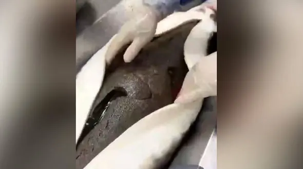 خاویار چطور برای بازار آماده می شود؟ + فیلم