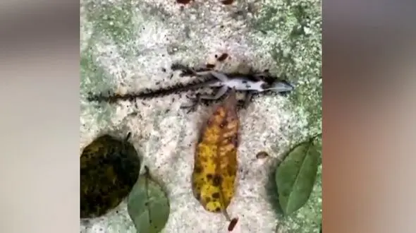 مورچه های هرکول مارمولک را کشتند و جسدش را حمل کردند + فیلم