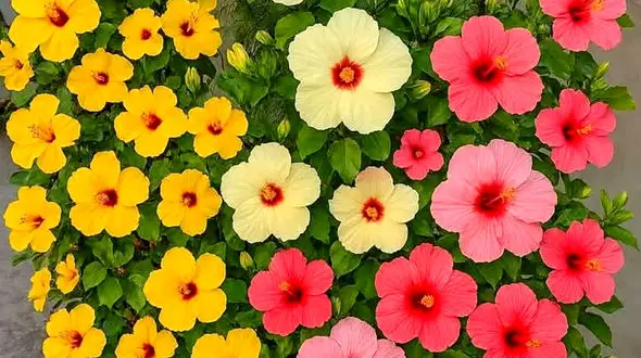 فال و طالع بینی روزانه 17 تیر 