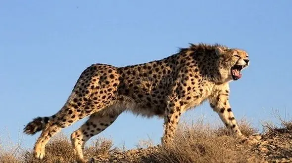  مشاهده ۳ قلاده یوز آسیایی در میامی 