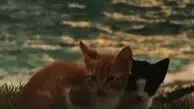هنوز تموم نشده ادامه بده