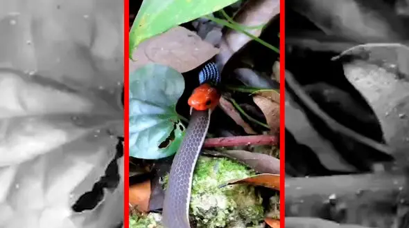 فیلم همنوع خواری مارها