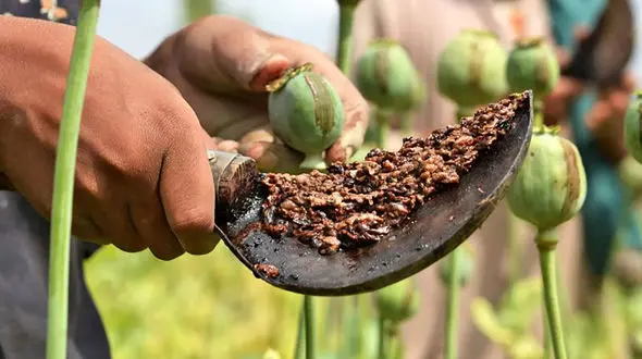 کشت خشخاش فقط در حد نیاز دارویی قابل قبول است / هر گونه گسترش اقتصادی خطاست