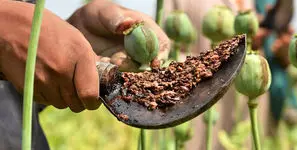 کشت خشخاش فقط در حد نیاز دارویی قابل قبول است / هر گونه گسترش اقتصادی خطاست