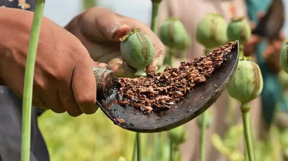 کشت خشخاش فقط در حد نیاز دارویی قابل قبول است / هر گونه گسترش اقتصادی خطاست