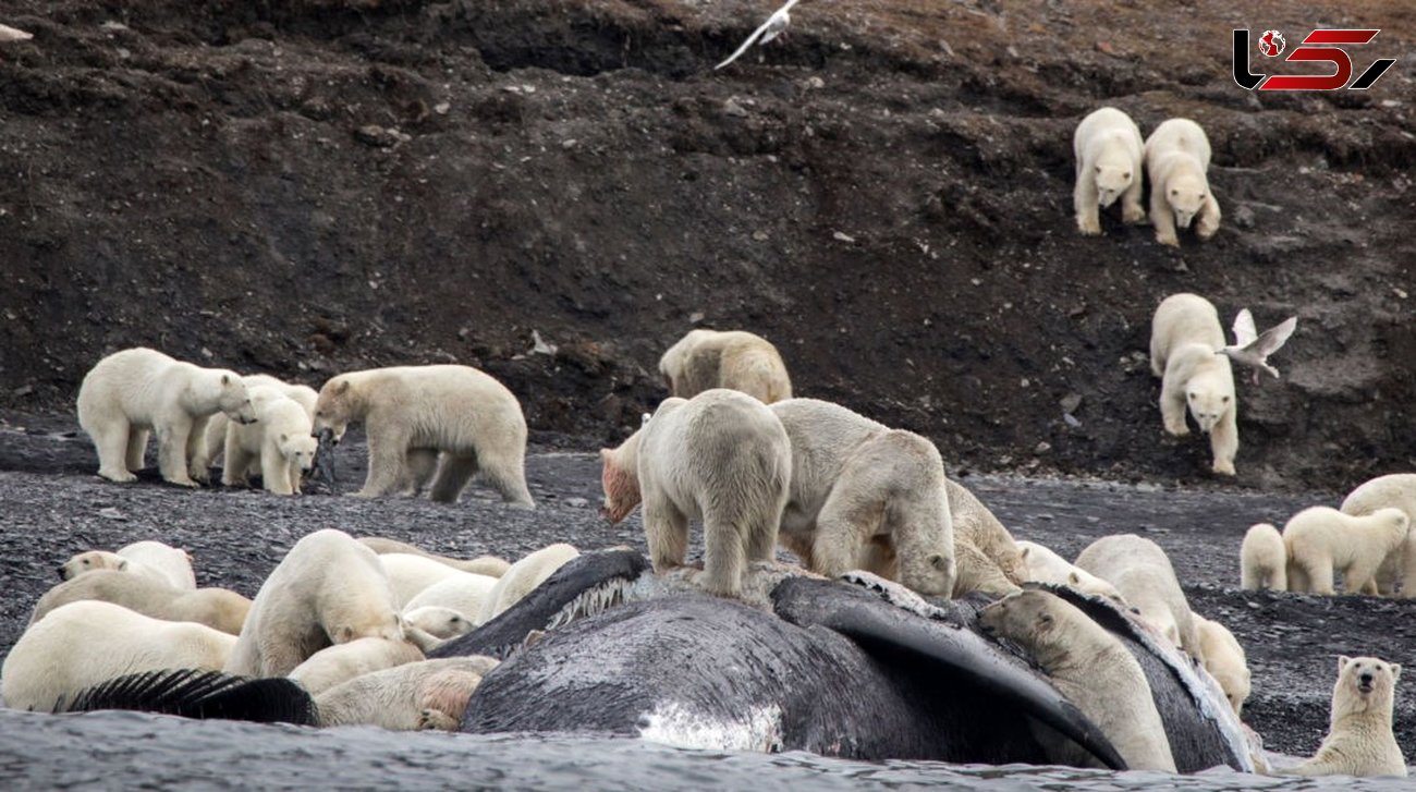 حمله 50 خرس های قطبی به یک نهنگ  بزرگ+ تصاویر