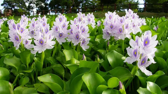 سنبل آبی؛ قاتل زیبا و بی رحم تالاب انزلی