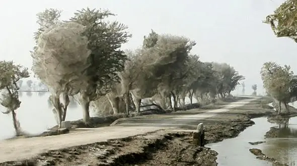 مجتمع مسکونی ترسناک عنکبوت‌ها+عکس
