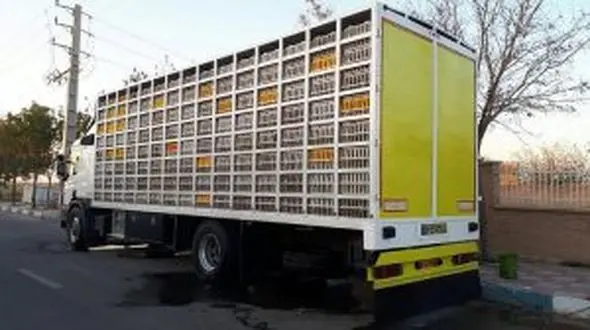 پر مرغ های بدون مجوز در رودبار چیده شد