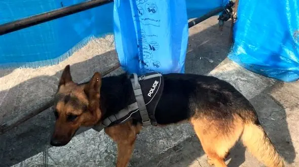 مرگ دلخراش تیدا سگ بازیگر در فیلم متری شیش و نیم + فیلم