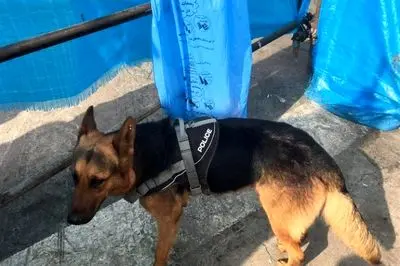 مرگ دلخراش تیدا سگ بازیگر در فیلم متری شیش و نیم + فیلم