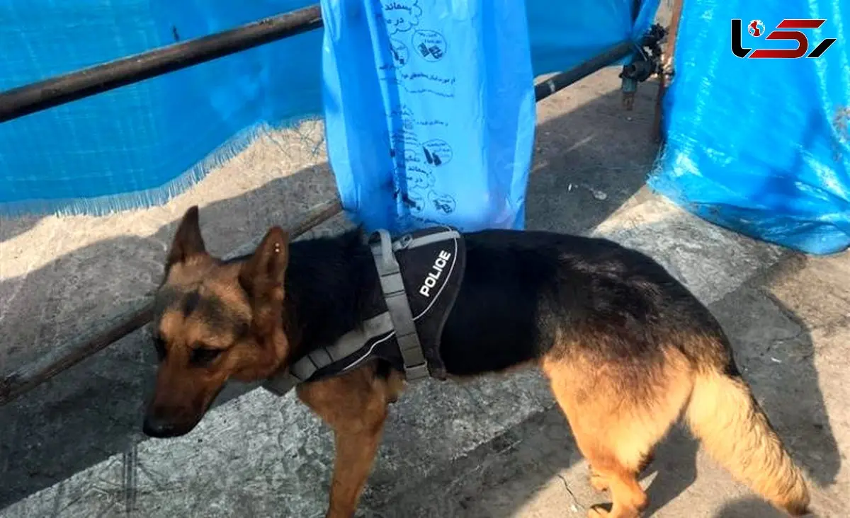 مرگ دلخراش تیدا سگ بازیگر در فیلم متری شیش و نیم + فیلم