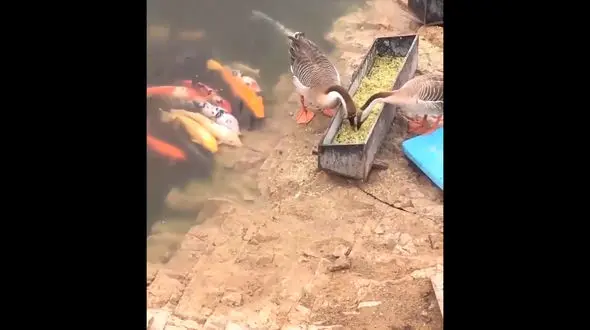 غذا خوردن ماهی ها و پرندگان در کنار هم + فیلم