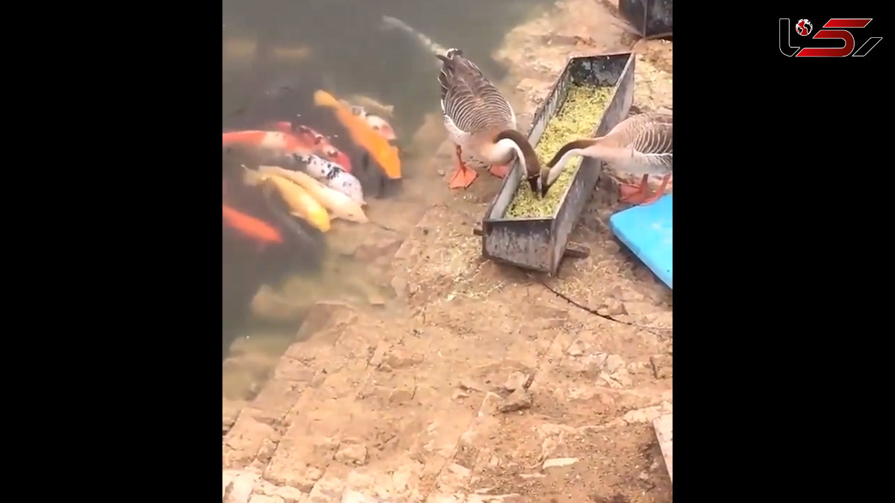غذا خوردن ماهی ها و پرندگان در کنار هم + فیلم