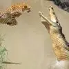 از حمله شیر تا حمله به پلنگ