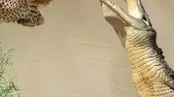 از حمله شیر تا حمله به پلنگ