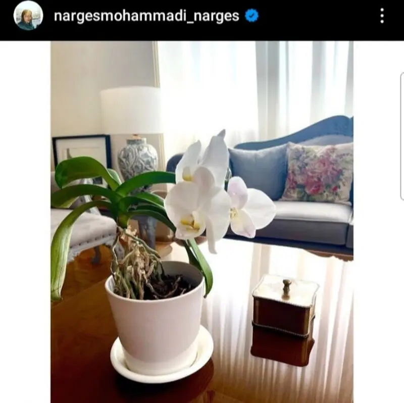 نرگس محمدی