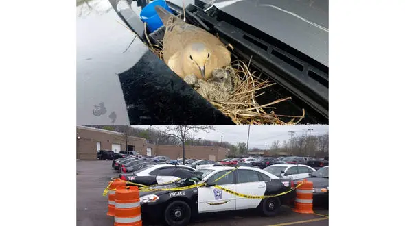 عجیب و واقعی/ کبوتر از ترس جان جوجه هایش به پلیس پناه برد+ عکس