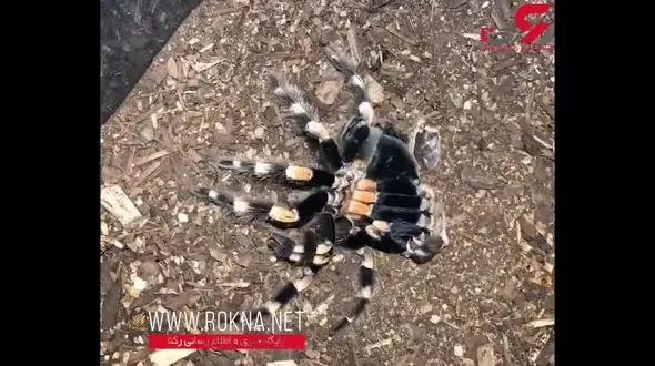 تایم لپس دیدنی از پوست انداختن یک رتیل + فیلم