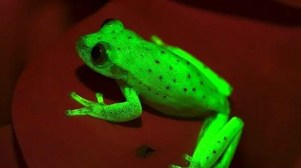 کشف اولین موجودی که فلورسنت تولید می کند! +عکس