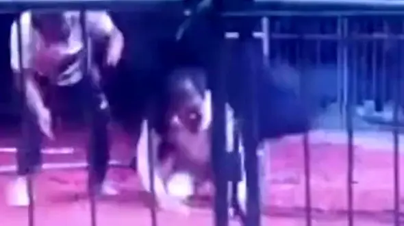 فیلم حمله خرس به مرد نگونبخت / همه شوکه شد + فیلم