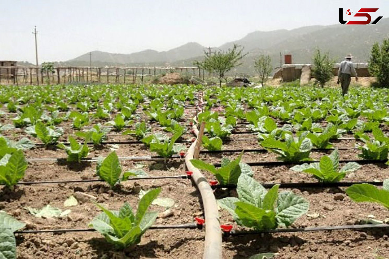 ممنوعیت کشت محصولات کشاورزی با آب‌های آلوده در جنوب تهران