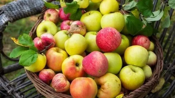 سیب، راهی ساده برای مدیریت کلسترول و قند خون شما